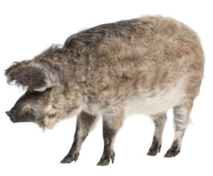 maiale ungherese mangalitsa