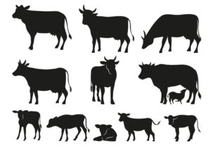 come riconoscere la carne bovina